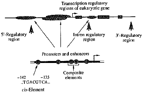  Hierarchical organization of transcription regulatory regions of eukaryotic genes.